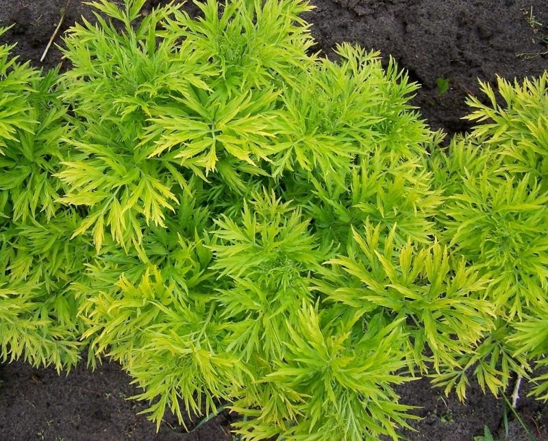 Бузина черная Грин Тауэр